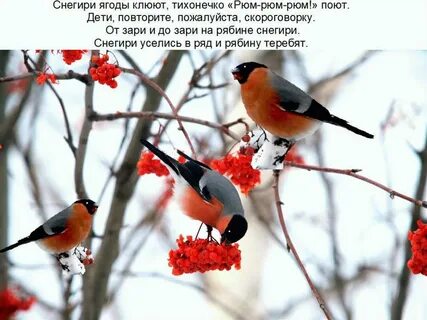 Снегири регистрация