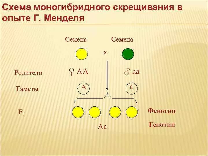 Составьте схему моногибридного скрещивания