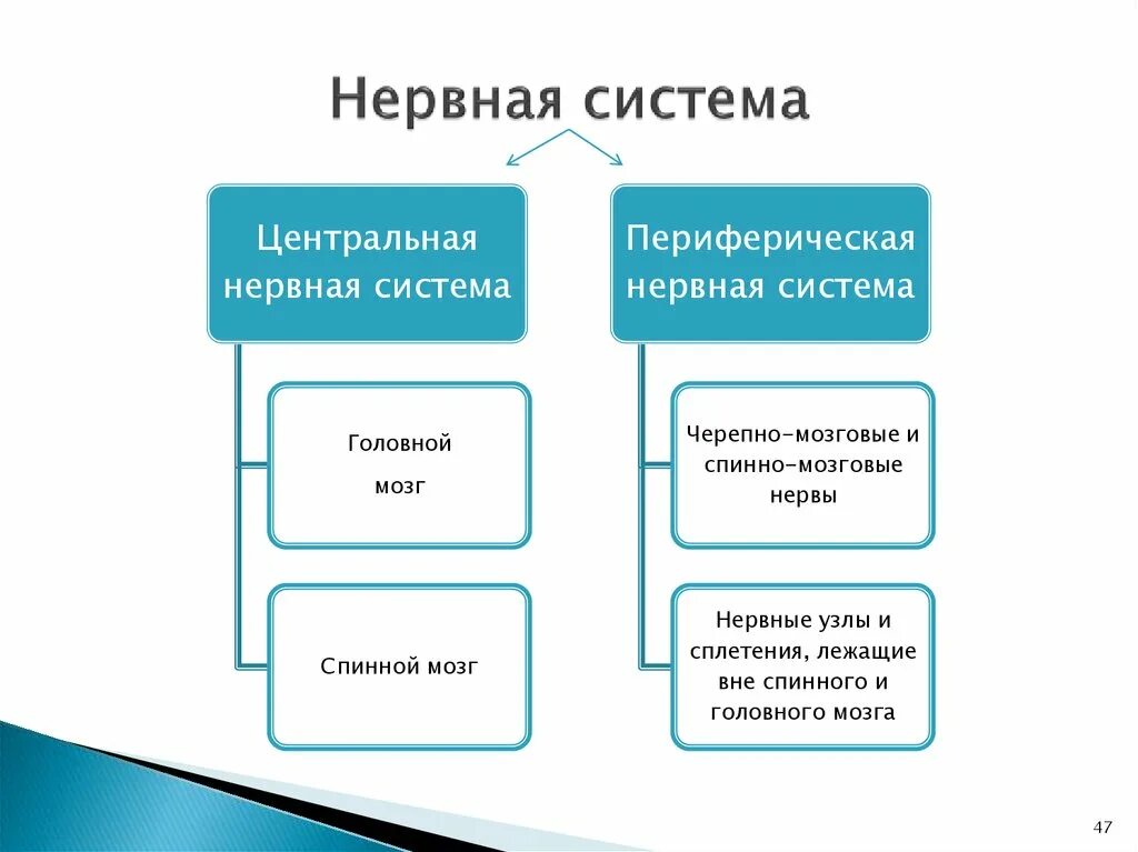 Польза налогов. Виды местных налогов и сборов. Местные налоги виды. Налоги являются платежами. Общий вопрос анатомии физиологии человека.