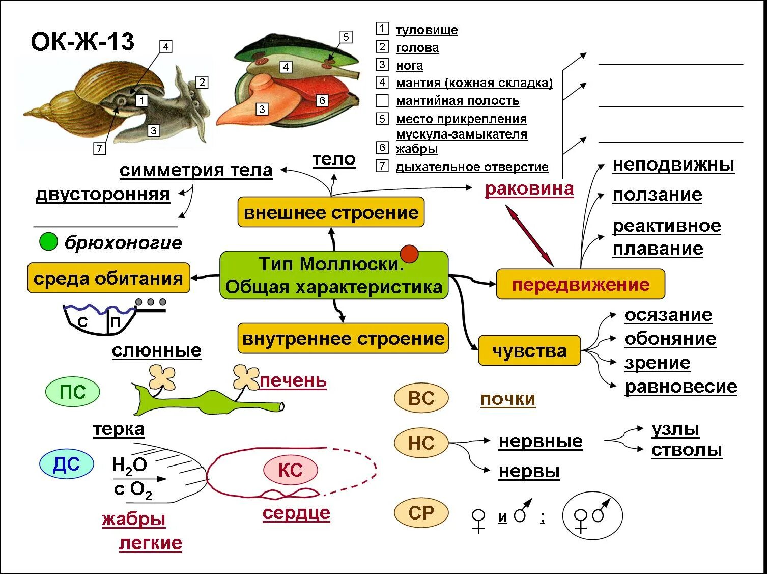 Подготовка к уроку биологии. Опорный конспект моллюски 7 класс. Опорный конспект по биологии 7 класс Тип моллюски. Опорный конспект по биологии 7 класс моллюски. Тип моллюски 7 класс биология.