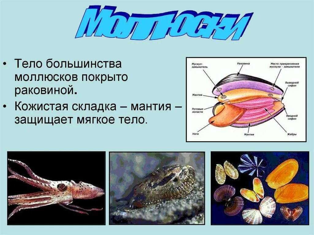 Мягкое тело заключено в. Брюхоногие моллюски мантия. Покровы моллюсков 7 класс. Покровы моллюсков 7 класс биология. Покровы тела двустворчатых моллюсков.