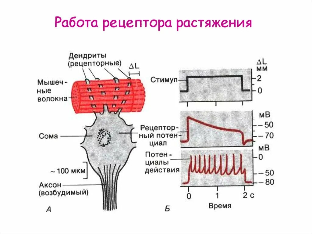 Рецепторы растяжения легких это физиология. Принцип работы рецепторов. Рецепторы растяжения мышцы. Ирритантные рецепторы растяжения.