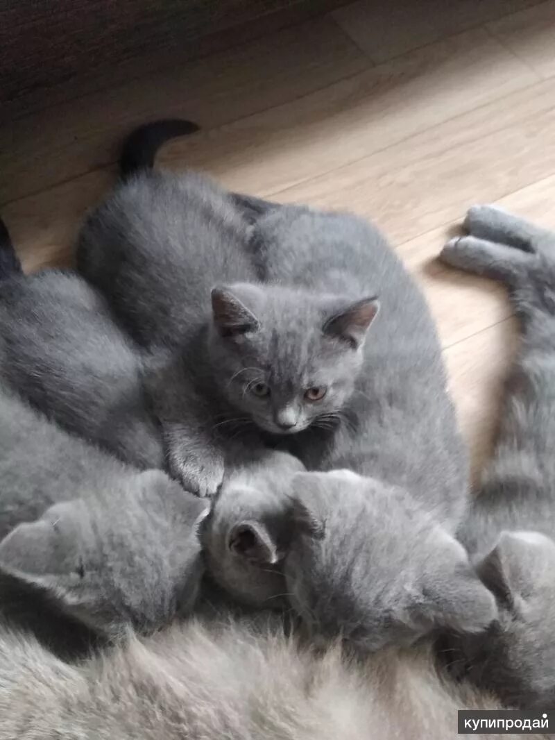 Бенгальские Котята Купить В Красноярске Цена Фото - Foto-na-telefon.ru