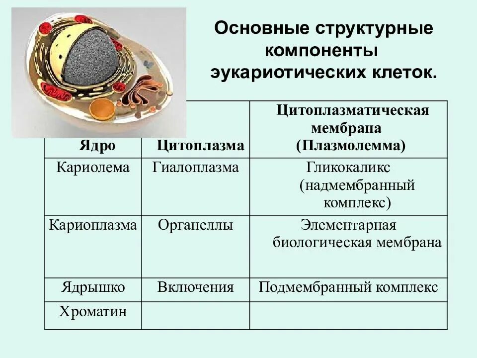 Функции составляющих клетки. Основные компоненты эукариотической клетки. Их строение и роль.. Органоиды про и эукариотической клетки компоненты. Компонент эукариотической клетки строение и функции. Перечислить основные компоненты эукариотической клетки.