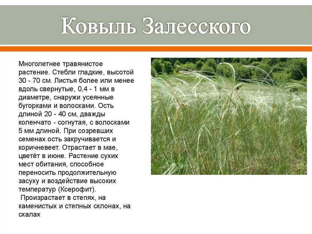 Ковыль сообщение 4 класс. Ковыль трава степная красная книга. ковыль краткое описание. ковыль трава степная краткое содержание. ковыль залесского красная книга.