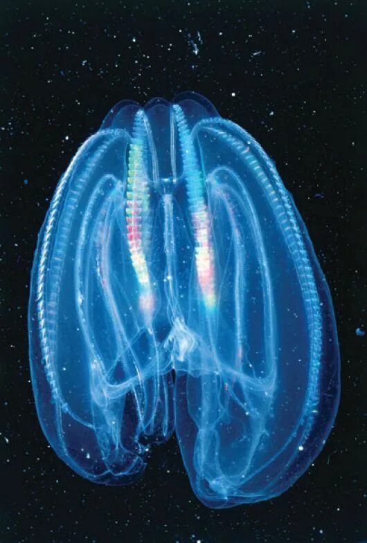Comb jellies. Медуза Гребневик. Мнемиопсис медуза. Гребневики медуза Пхукет. Гребневик в черном море.