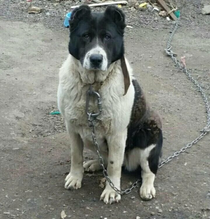 Алабай собака девочка. Алабай белый. Алабай купированные. Алабай бульдозер. Алабай девочка.