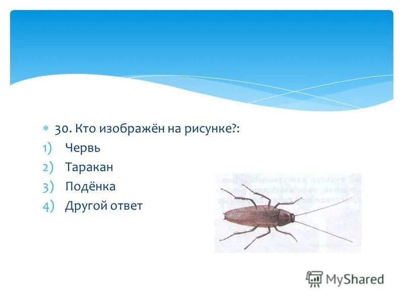 Тестовые задания насекомые. Насекомые тест 2 класс. Изучение насекомых для детей. Тест по теме насекомые 3 класс. Проверочная работа по биологии 7 класс отряды насекомых.