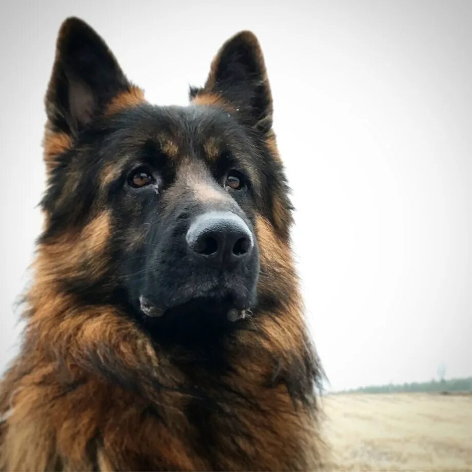 Большие собаки овчарка. Баварская овчарка Shepherd. GSD овчарка. Собака немецкая овчарка большая. Shepherd German порода.