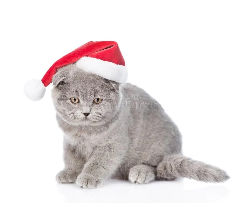Новогодние котята. Котик в новогодней шапочке. Новогодние котята на рабочий стол. Kotik bloodnica. Новогодний кот.