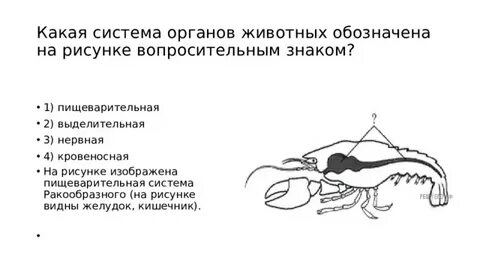 У каких животных отсутствуют органы системы органов