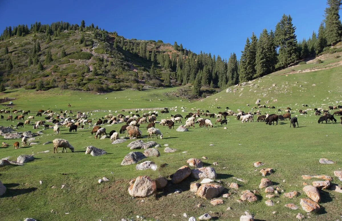 площади пастбищ. казахстан пастбище жайляу. высокогорное пастбище харес. норма площади на одну голову крс пастбища. пастбища в крыму.