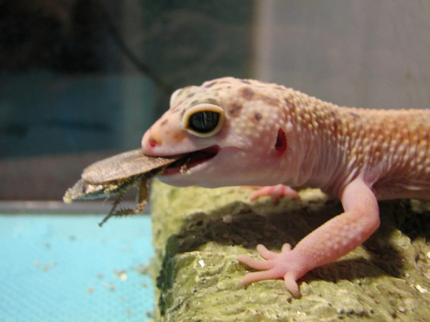 Голубой эублефар ящерица. Гекконы эублефары. Бородатая агама маленькая. Ящерица домашняя бородатая агама. Пятнистый леопардовый эублефар ящерицы.