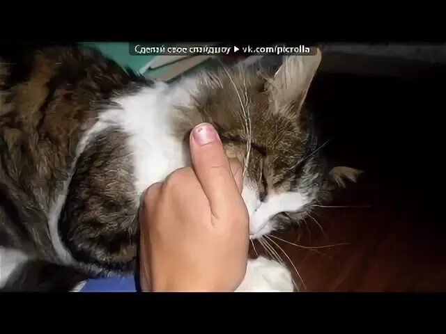 Песня котенок мой я по тебе скучаю