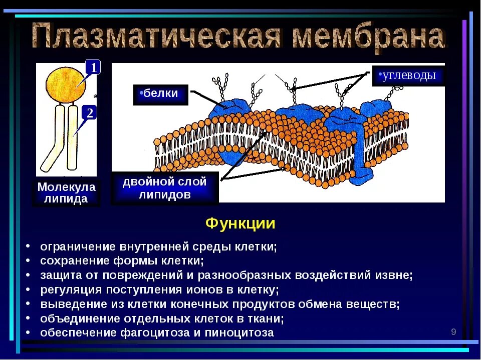 Двойной слой липидов. Плазматическая мембрана. Двойной слой фосфолипидов. Липиды в плазматической мембране.