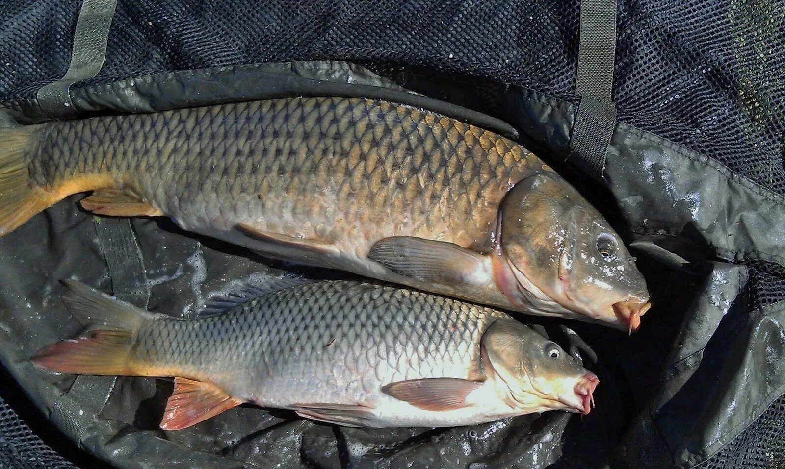 Кожистый Карп. Украинский чешуйчатый Карп. Cyprinus Carpio haematopterus. Украинский рамчатый Карп. Меховой карп