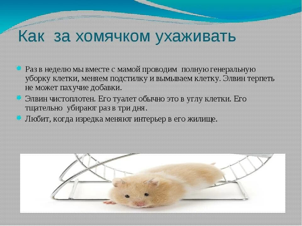 Хомяки уход и содержание и питание. Как ухаживать за хомяком. правила ухода за хомяком. правила ухода за хомячком.