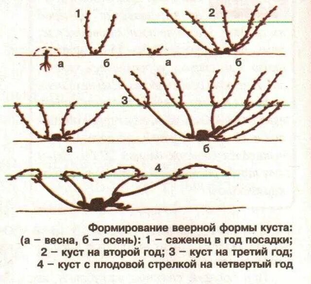 Формировать формирование