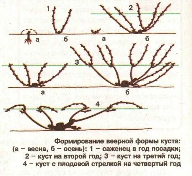 Схема обрезки винограда 2 года. Схема правильной обрезки винограда. Обрезка куста винограда. Формирование винограда весной. Когда можно обрезать виноград весной