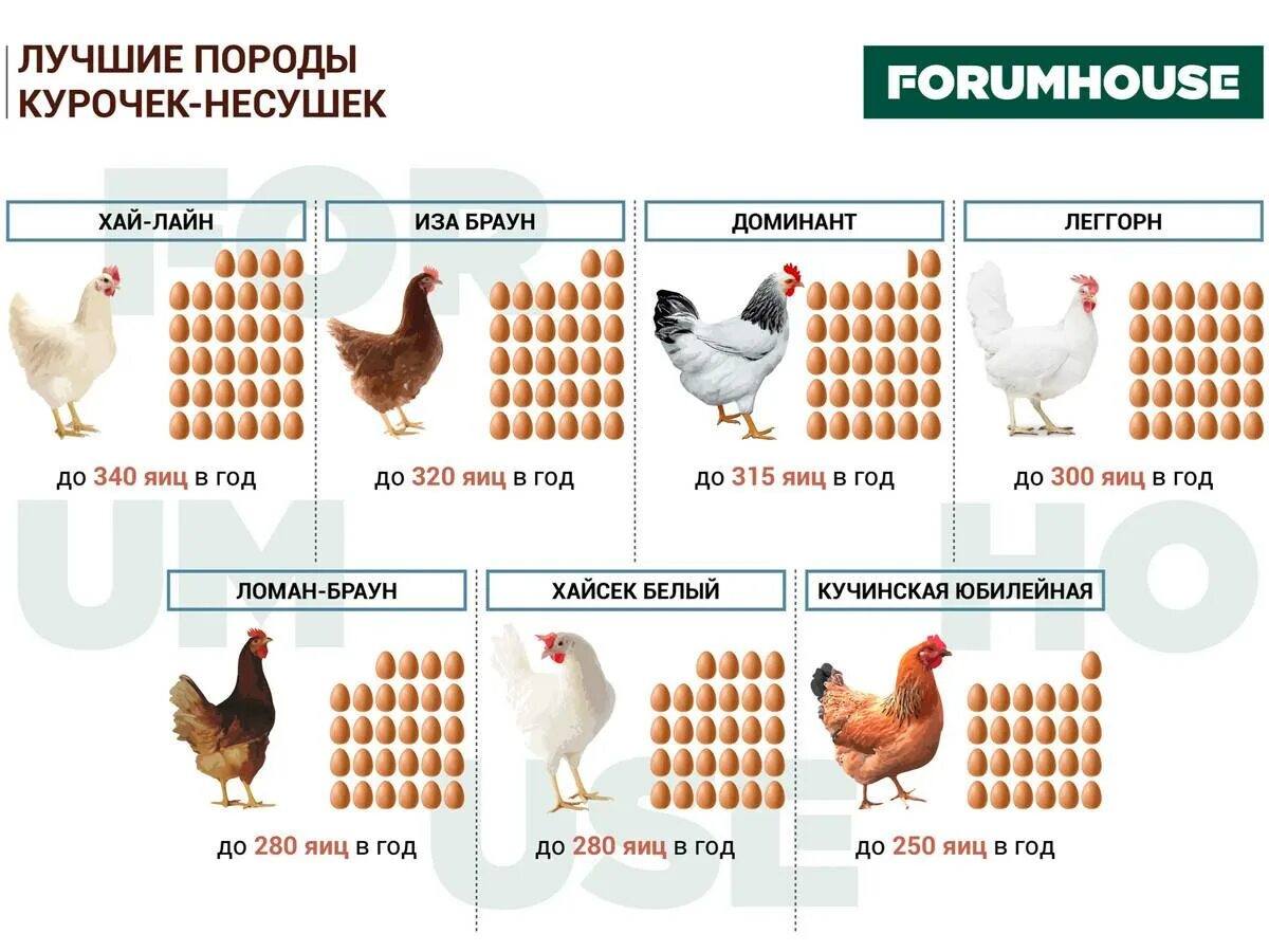 Название пород кур несушек. Самые яичные породы кур несушек. Курица яйценоской породы. Самая яйценоская порода курей. Самые продуктивные куры несушки.