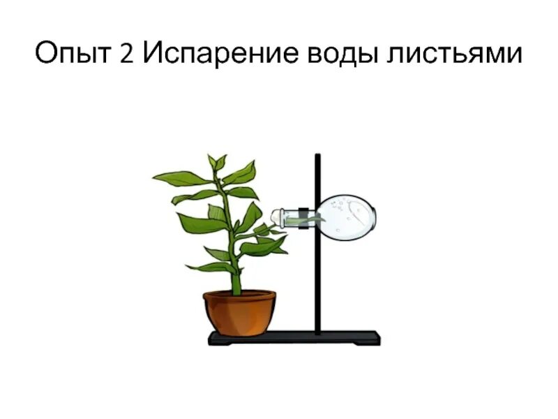Как называется испарение листьев. Опыт испарение воды листьями. опыт испарение воды растениями. опыт показывающий испарение воды растениями. опыт показывающий испарение воды листьями.