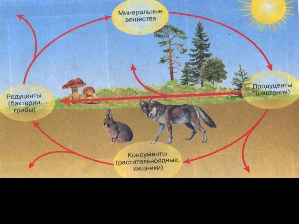 Выбрать пример редуцента. 7. Редуценты, продуценты, консументы. Продуценты консументы и редуценты это. К редуцентам в экосистеме относят. Экология редуценты продуценты консументы.