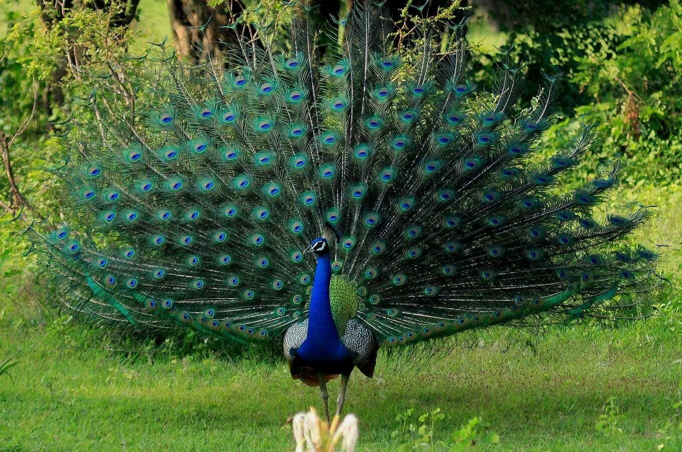 Половой диморфизм павлин. Павлин индийский обыкновенный. Павлин женского рода. Павлин и павлиниха. Пава самка павлина.