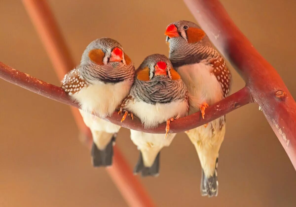 Зебровая амадина. Попугаи амадины. Попугай амадин. Как выглядят амадины. Попугаи амадины.