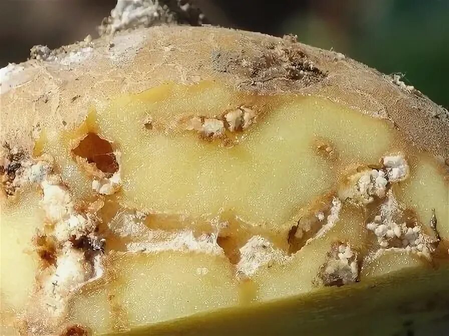Картофельная моль фото на картофеле Картофельная моль как бороться на участке в Москве Борьба с картофельной мол