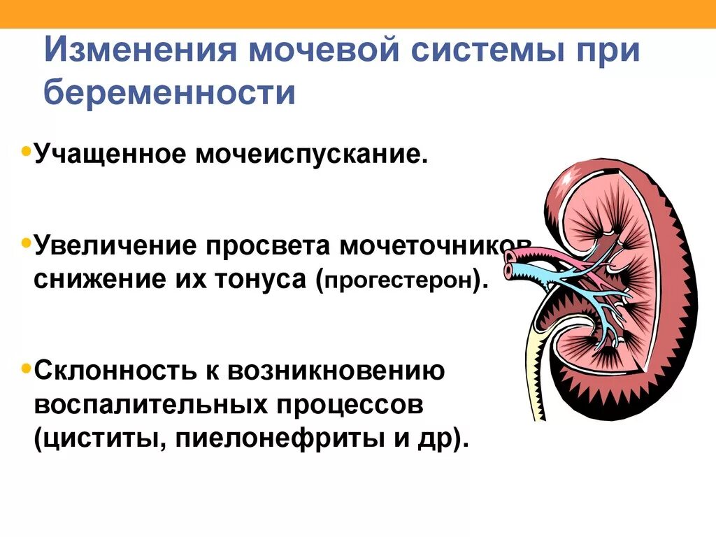 Физиологические изменения в мочевыделительной системе беременных. Изменения в мочевыделительной системе при беременности. Изменения в системе мочевыделительной системы при беременности. Физиологические изменения мочевыводящей системы при беременности.