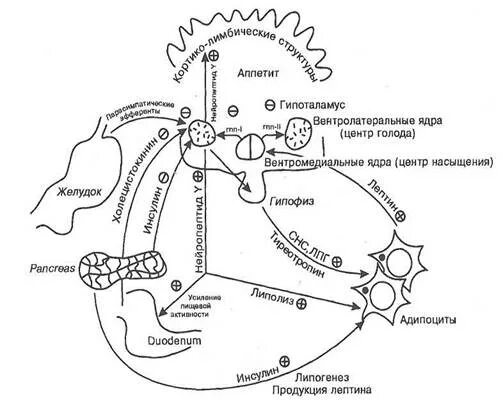 Механизм голода. Гипоталамус центр голода и насыщения. Центр голода в гипоталамусе. Центр голода и центр насыщения схема. Sentri goloda i nasisheniya v gipotalamuse.