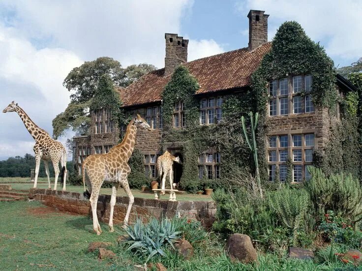 Поместье жирафов (giraffe manor),. Giraffe manor кения. Отель жираф манор в кении. Жираф манор. Жираф манор.