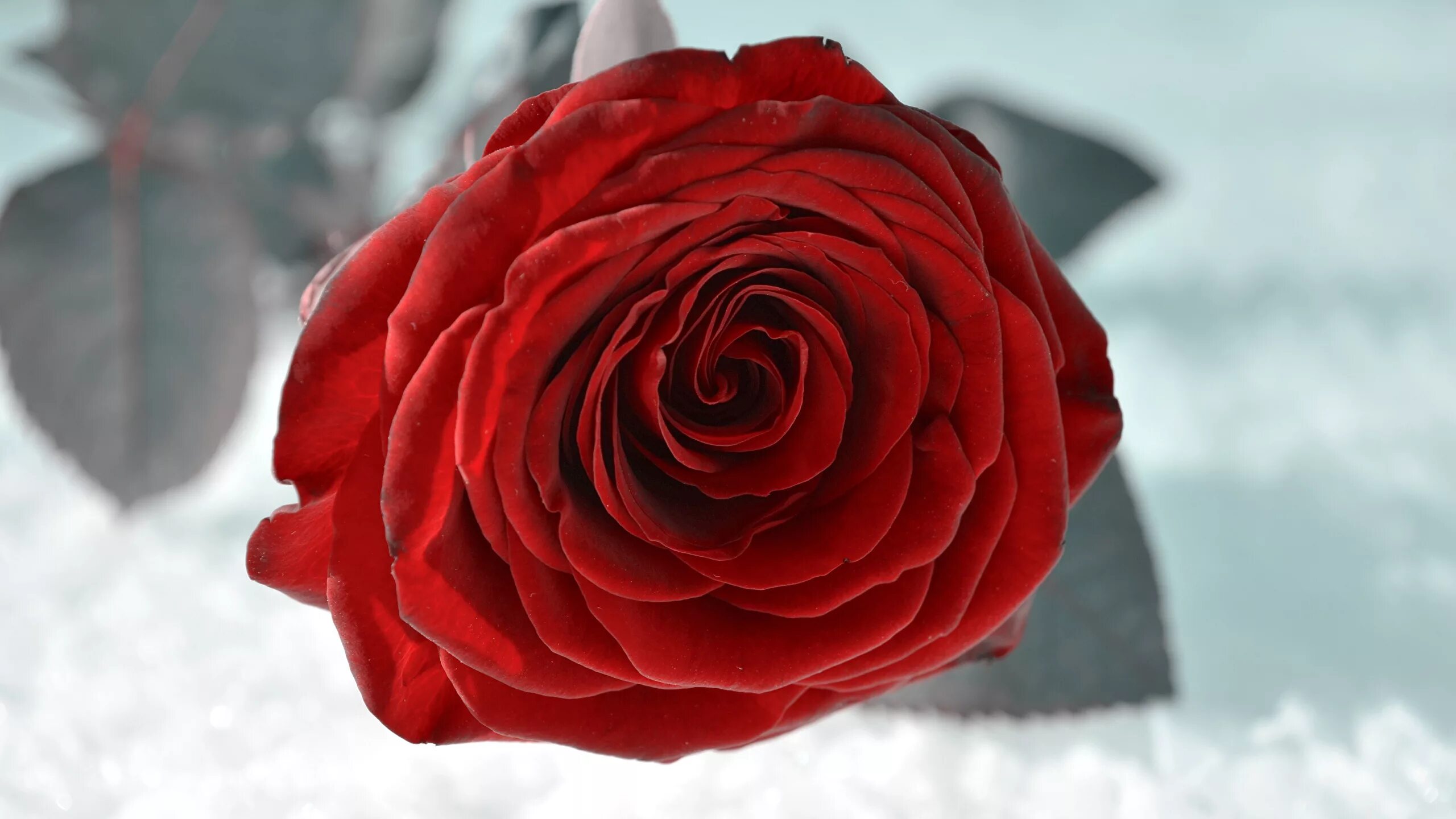 Красные цветы зимние розы. Сноу ред роза. Красная роза на снегу. Цветы в снегу. Заснеженные розы.