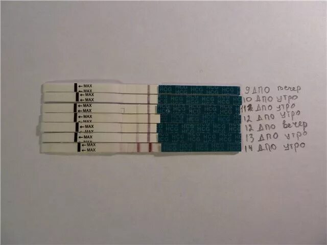 14 ДПО Эви. 13-14 ДПО тест. 14 ДПО тест. 12 ДПО тест ХГЧ. 13 после овуляции