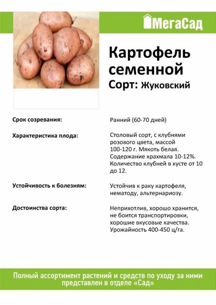 Картофель метеор описание сорта характеристика. Характеристика картофеля. Семенной картофель Метеор. Картофель Метеор описание сорта. Метеор картофель характеристика.