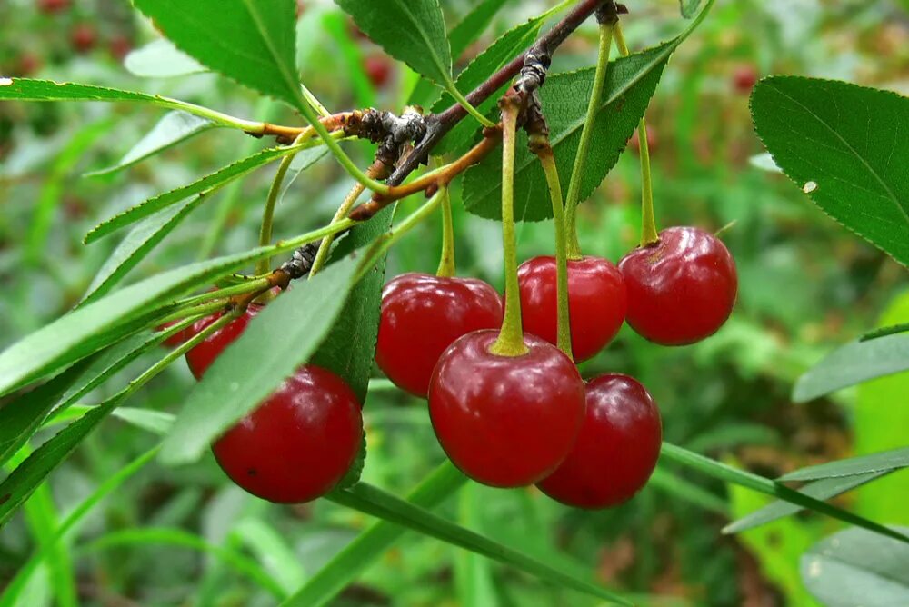 Вишня растет на дереве. Вишенка росла. Вишня морелло. Черевишня дюк ночка. Вишня дичка лесная.