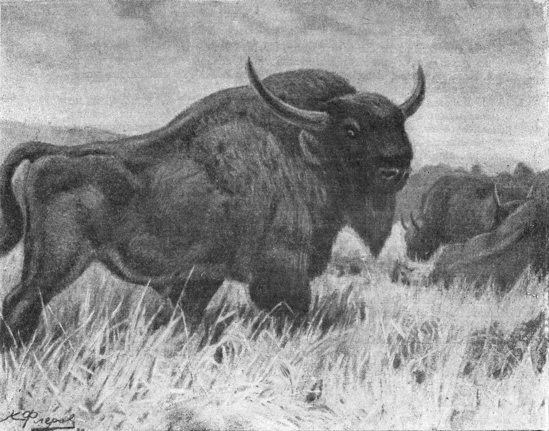 Первобытный длиннорогий Бизон. Первобытный Бизон Bison Priscus. Длиннорогий Бизон вымерший. Длиннорогий буйвол.