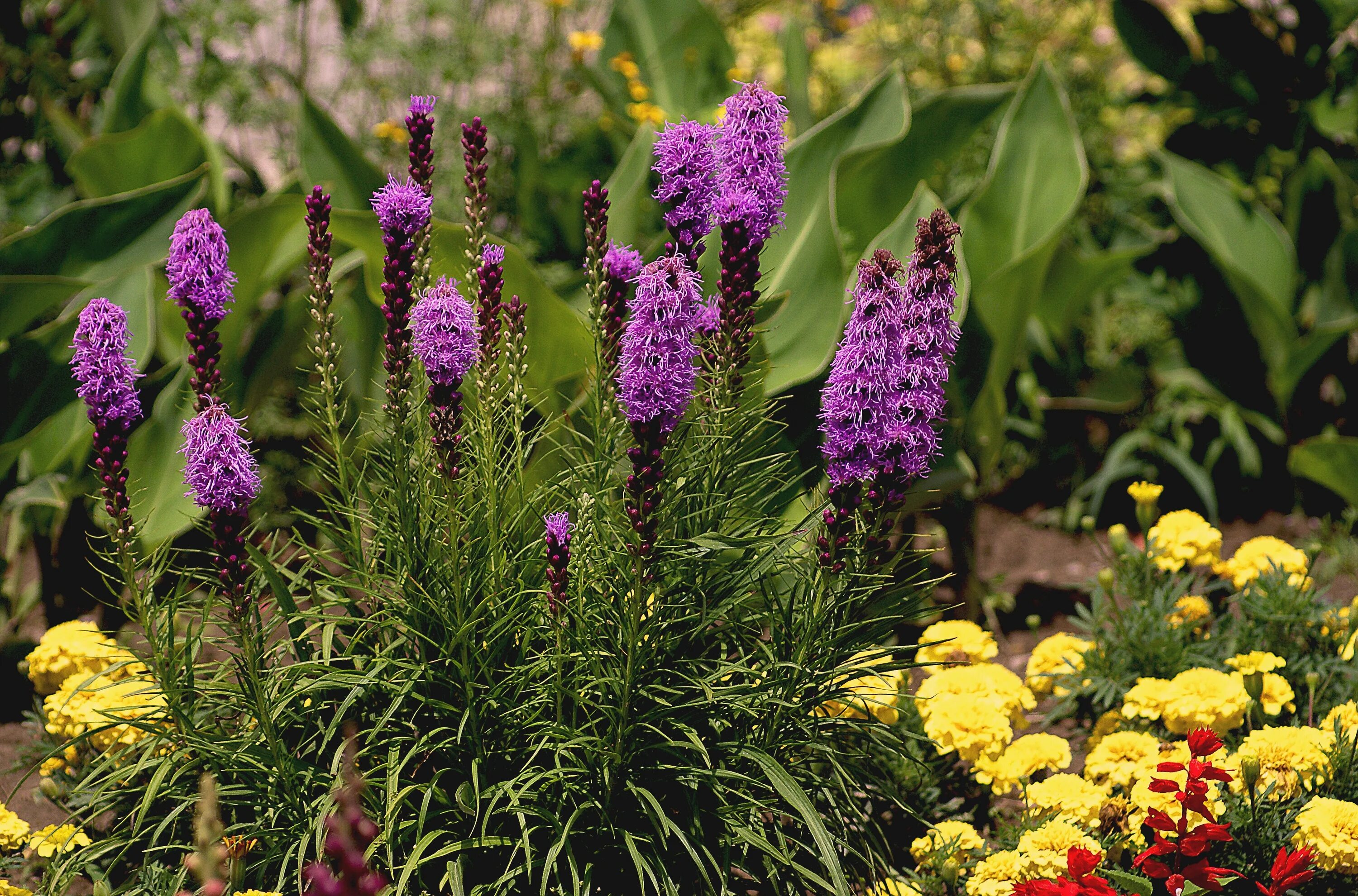 Леатрис. Лиатрис колонковидный. Лиатрис колосковый. Лиатрис колосковый (Liatris spicata `Kobold`). Лиатрис Вайолет.