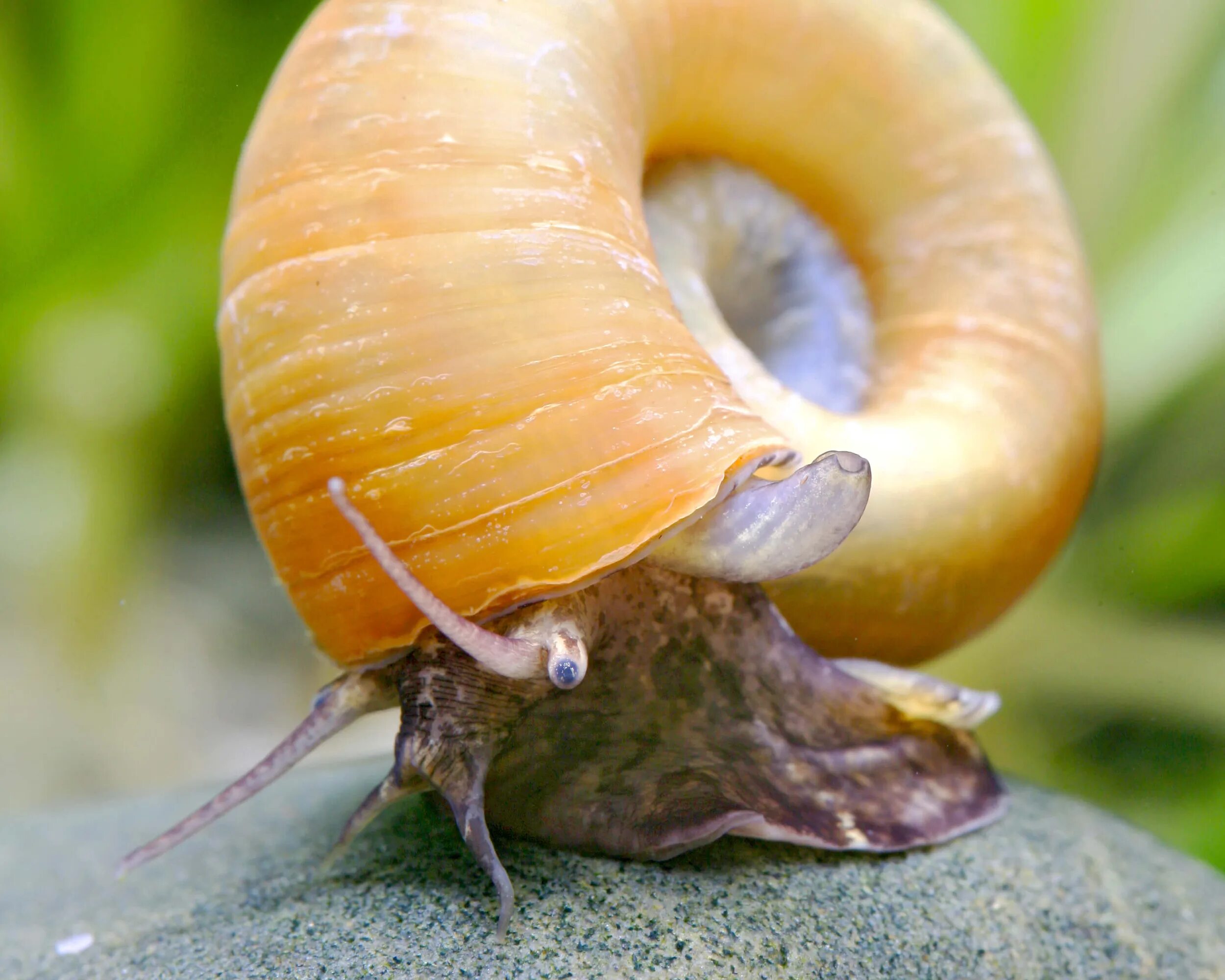 Аквариумная улитка Мариза катушка. Улитка Priotrohatella stellata. Ампулярия Мариза. Улитка Мариза икра. Разные улитки