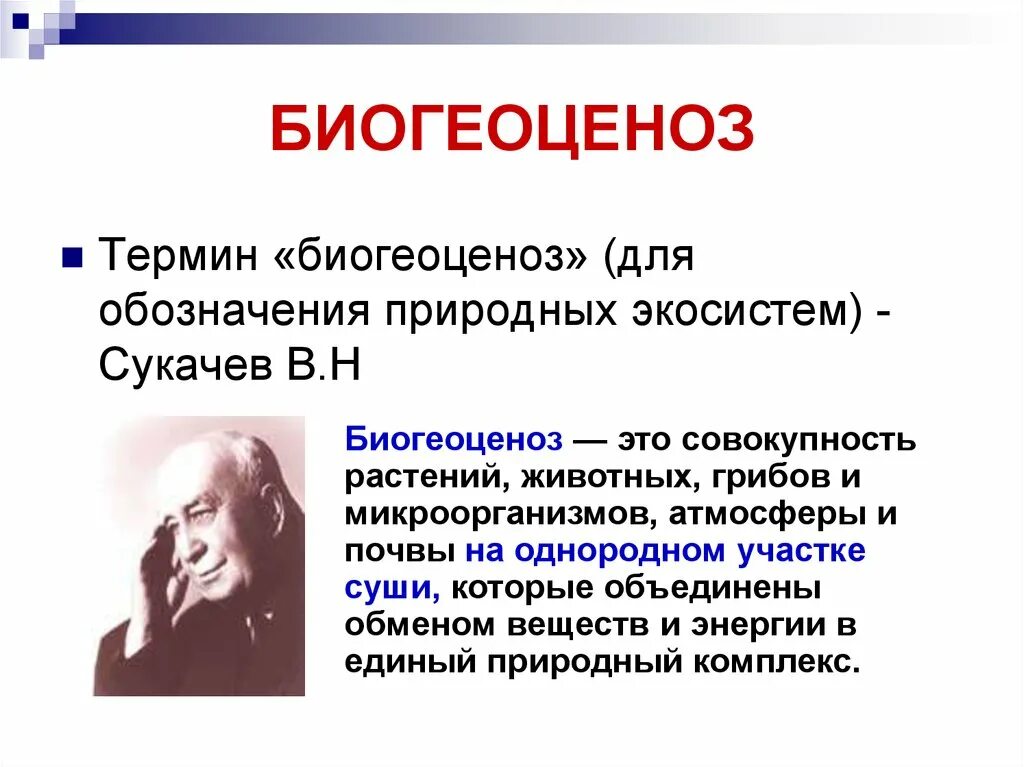 Больший термин. Биогеоценоз это. биогеоценоз это в экологии. биогеоценоз это в биологии определение. термин биогеоценоз.
