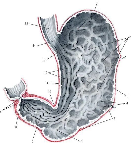 Складки слизистой оболочки желудка истончены. Оболочки стенки желудка анатомия. Рельеф слизистой оболочки привратниковой части желудка. Складки слизистой желудка анатомия. Слизистая оболочка желудка содержит