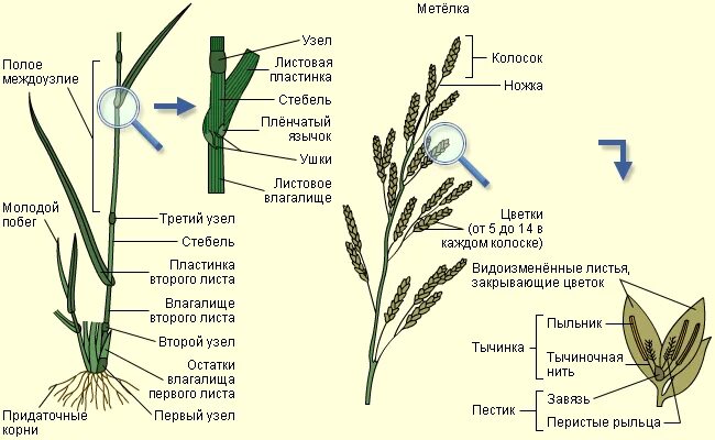 Картинки ВЫБЕРИ РАСТЕНИЕ СЕМЕЙСТВА ЗЛАКИ