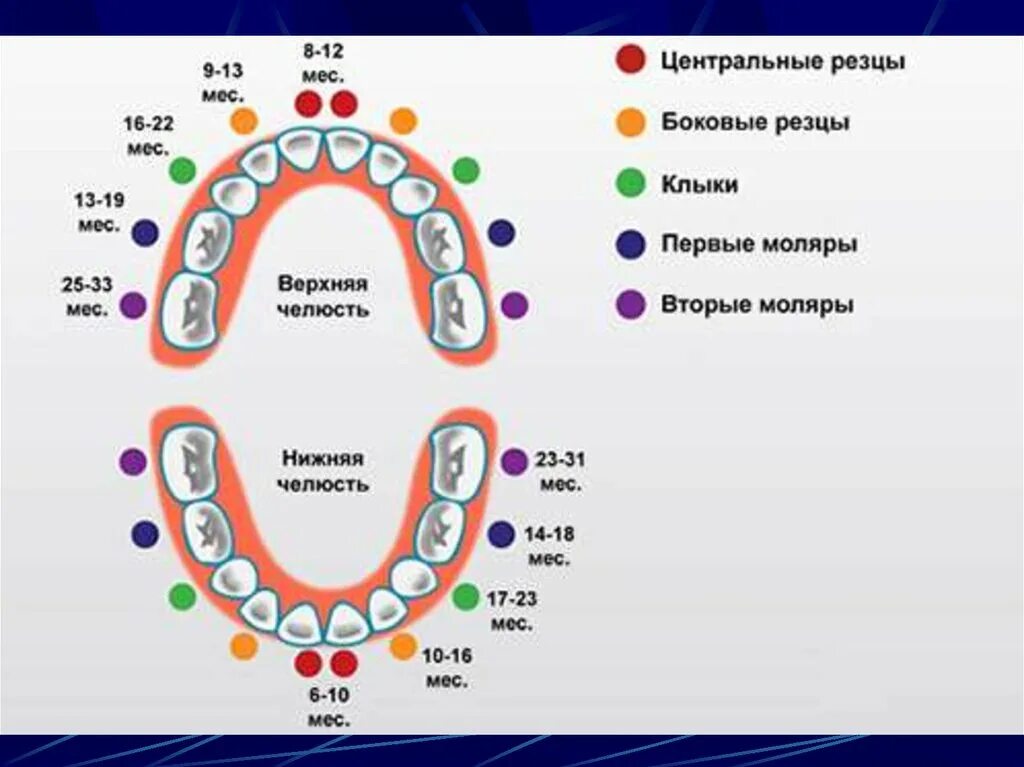 Зубы у ребенка прорезывается боковые резцы. Молочные и коренные зубы у детей схема. Нижний боковой резец у ребенка.