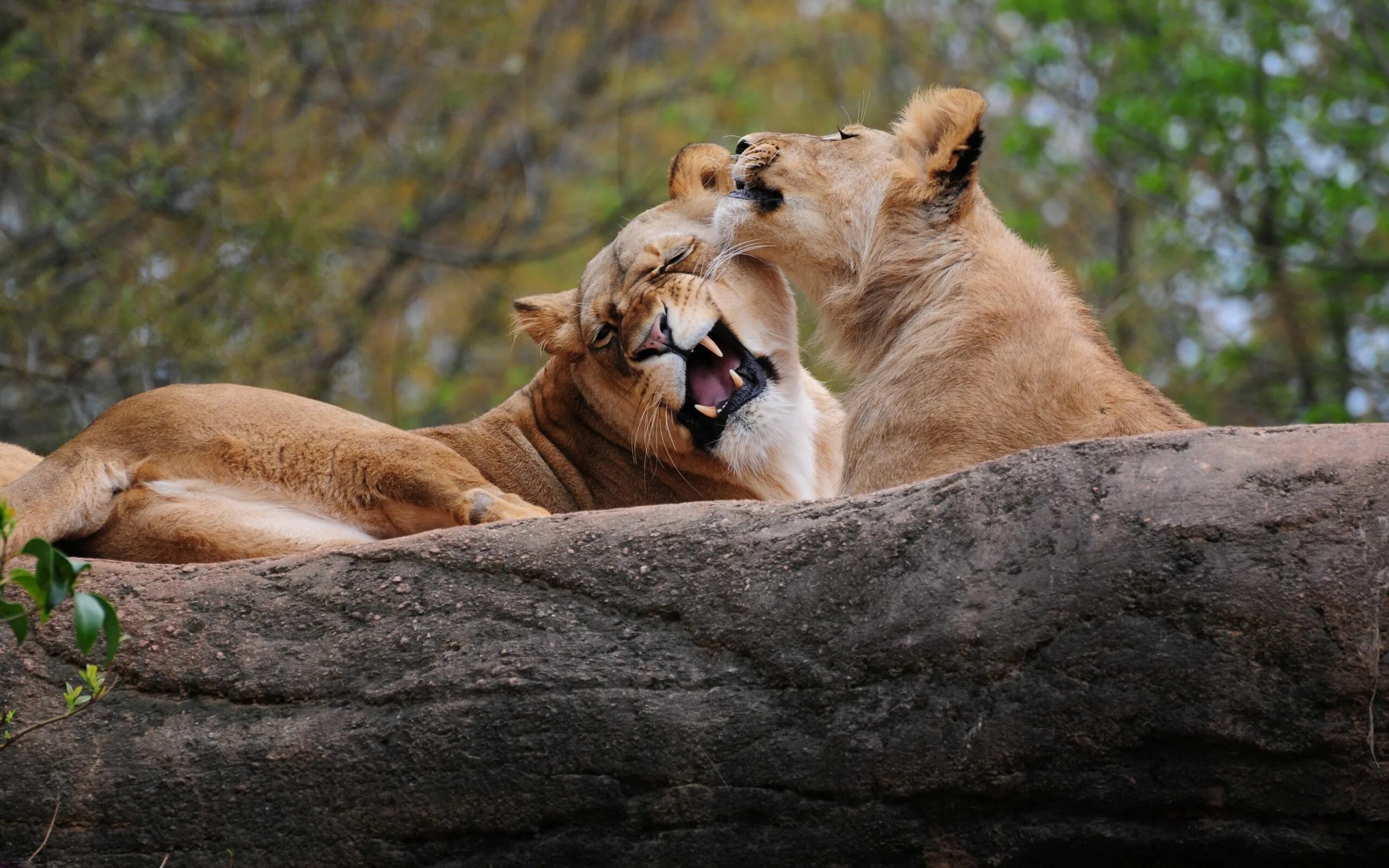 Лев и львица. Львы в дикой природе. Животные пары. Львы любовь.