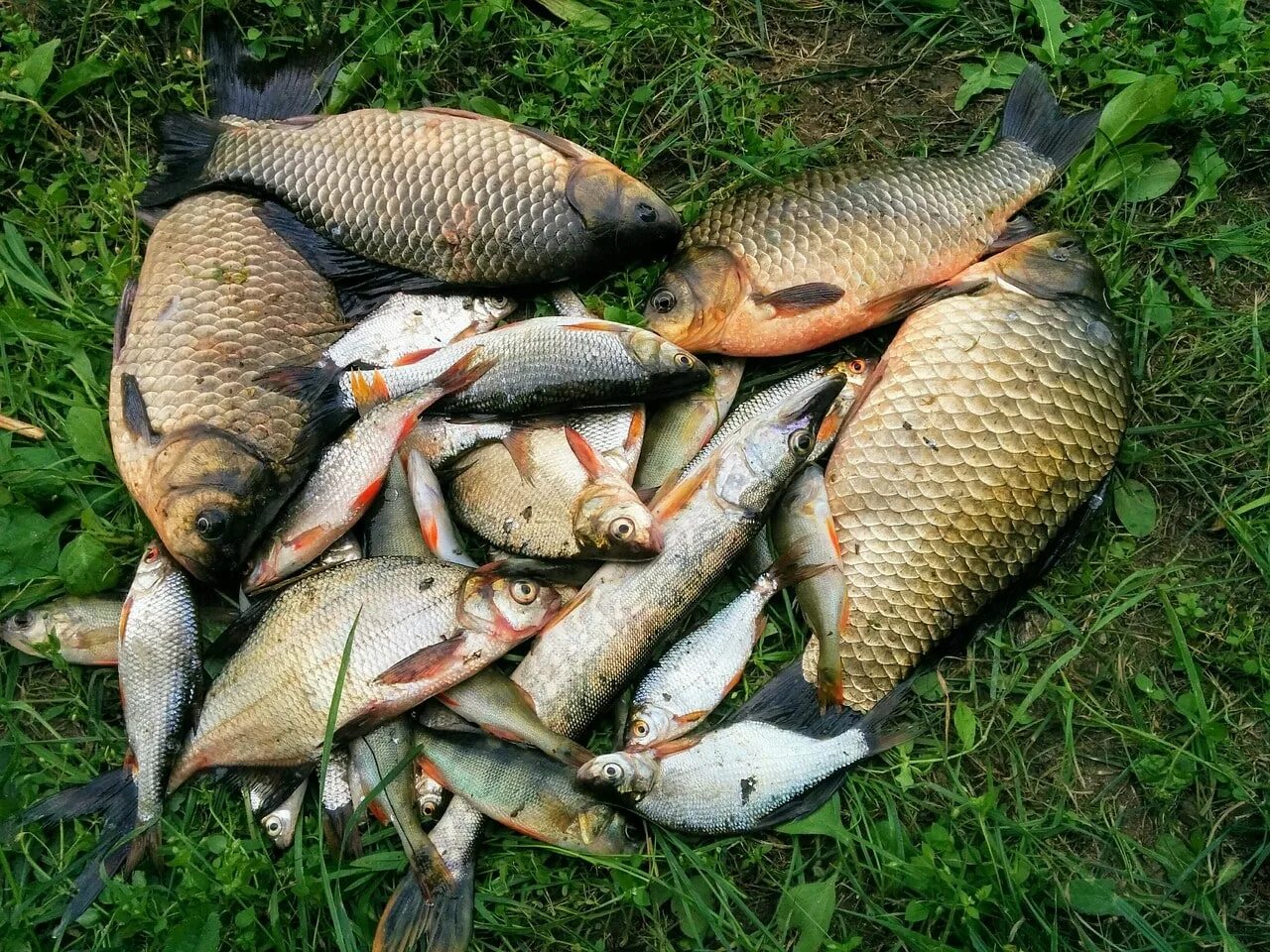 Атырау қаласында 10 күн ішінде 156 кг қара балық тәркіленді
