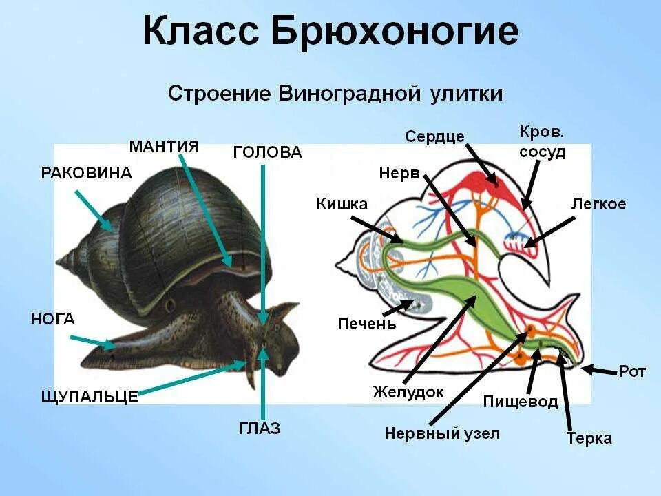 Сердце улитки. Строение раковины моллюсков класса брюхоногие. Строение брюхоногих моллюсков 7 класс. Внутреннее строение виноградной улитки. Выделительная система брюхоногих.