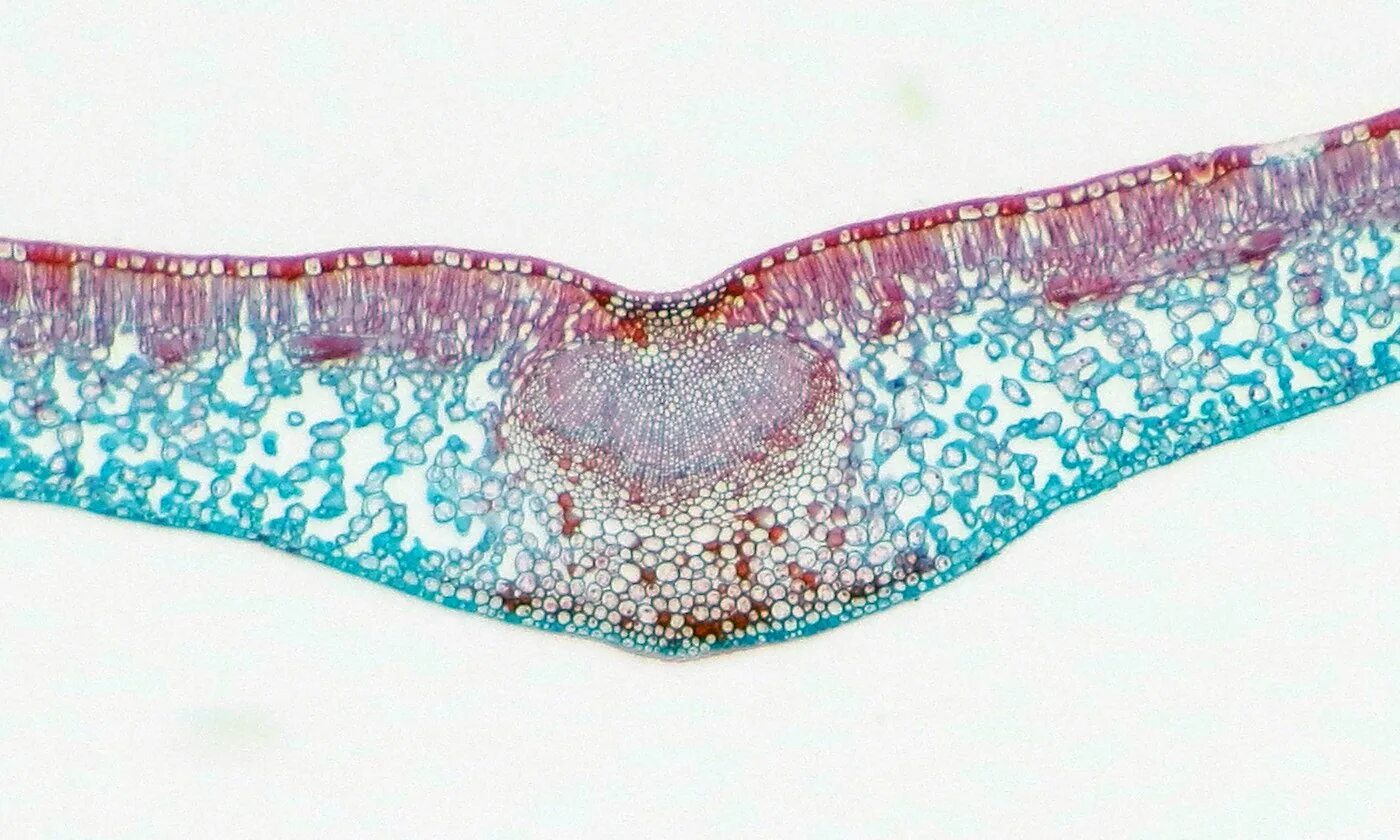 Микрофотография среза листа. Поперечный срез листа камелии. Микропрепарат лист камелии под микроскопом. Поперечный срез листа камелии под световым микроскопом. Поперечный срез листа камелии под микроскопом.