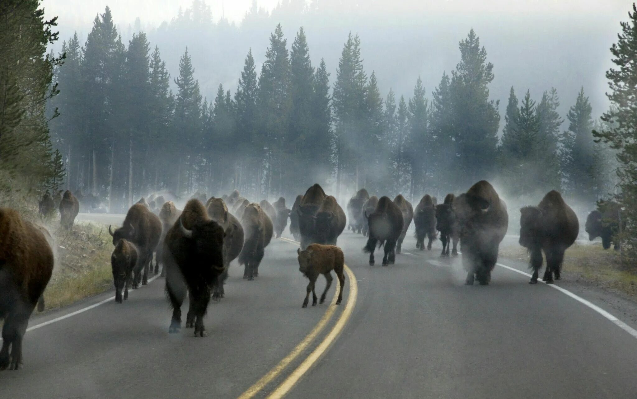 Yellowstone National Park бизоны. Национальный заповедник Йеллоустоун. Yellowstone заповедник. Йеллоустоун национальный парк животные.