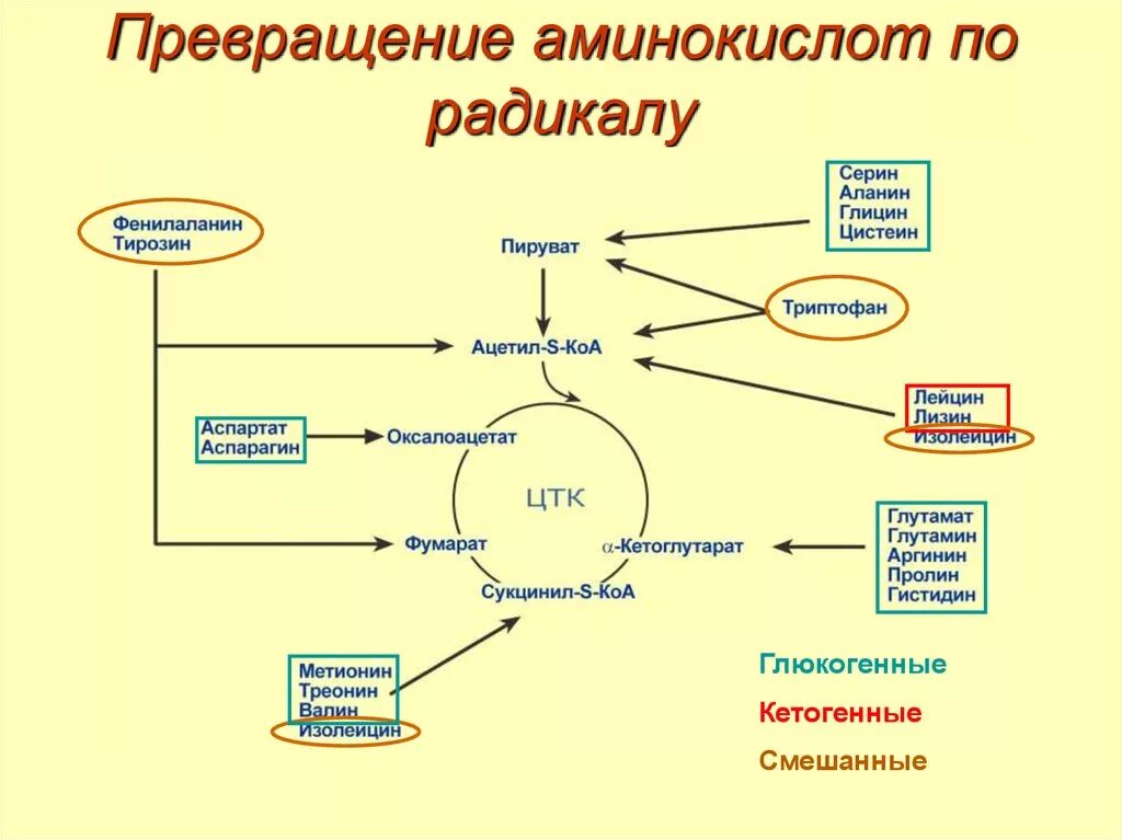 Преобразование белка. Превращение аминокислот в пируват. Общие пути превращения аминокислот схема. Превращение аминокислот по радикалу. Основные пути превращения аминокислот.