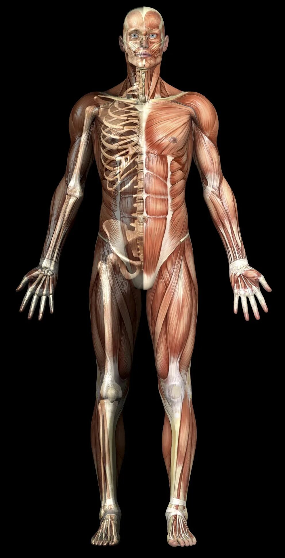 Скелет и мышечная система человека. Анатомия человека скелет и мышцы. Скелет человека с мышцами. Скелет человека с мышцами и сухожилиями.